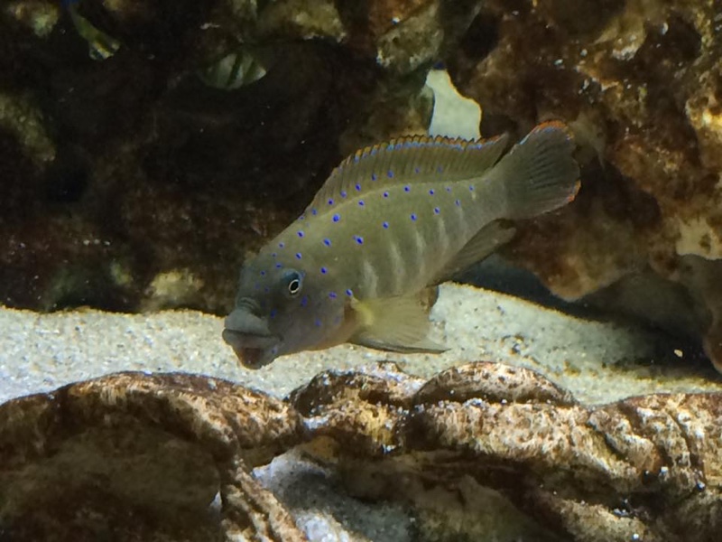 Eretmodus cyanostictus 'Kalambo Lodge'